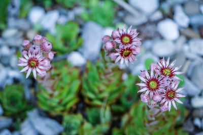 Close-up of pink flowering plant