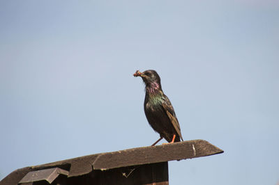 Low angle view of bird perching on wood