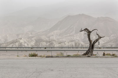 Bare tree at roadside by snowcapped mountains against sky