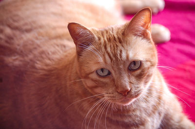 Close-up portrait of a cat