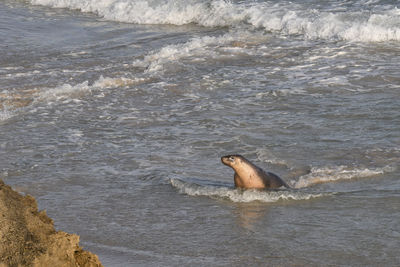 View of turtle in sea