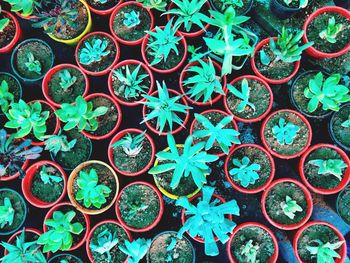 Full frame shot of potted plants