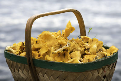 Close-up of yellow flower in basket