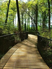 Wooden footbridge in forest