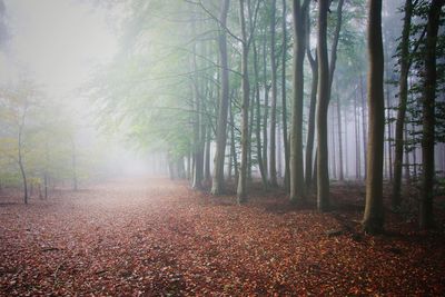 Trees in forest