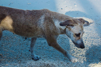 High angle view of a dog on land