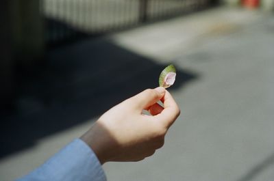 Cropped image of hand holding leaf