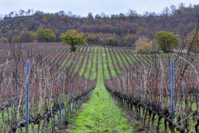 Field cultivated with vines for the production of wine. vines pruned and without grapes.