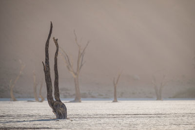 View of dead tree on beach