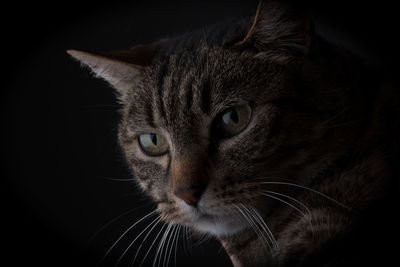 Close-up portrait of a cat