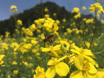 Close-up of bee pollinating on flower