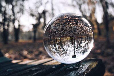 Close-up of crystal ball on tree trunk