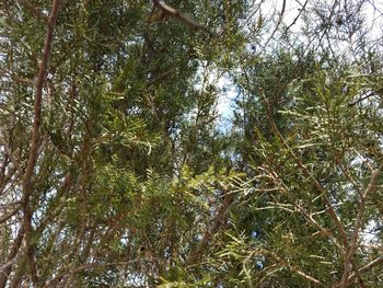 Low angle view of trees against sky