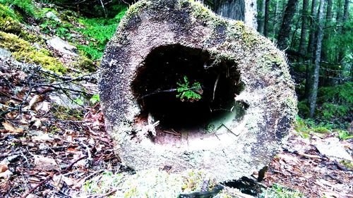 Trees in forest