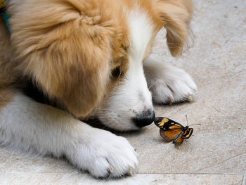 High angle view of a border collei puppye looting at a butterfly