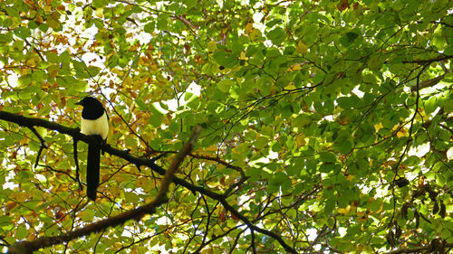 Low angle view of bird perching on tree