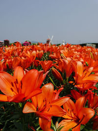 Close-up of orange flowering plants