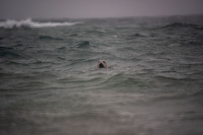 Grey seal swimming in sea