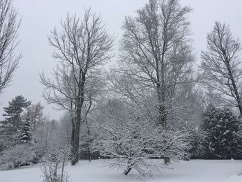 Bare trees on snow covered field during winter