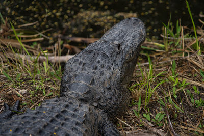 High angle view of a lizard on field