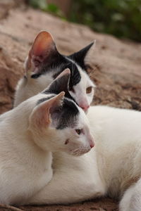 Close-up of a relaxed cat