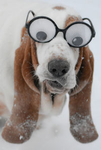 Close-up of dog