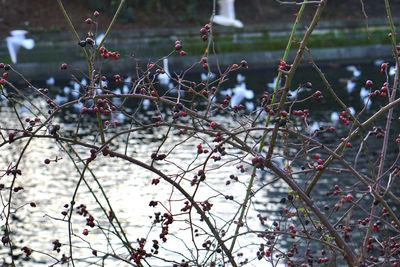 Close-up of tree against blurred background