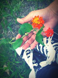 Close-up of woman holding flowers