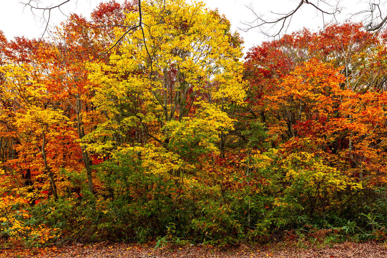 VIEW OF YELLOW AUTUMN TREES