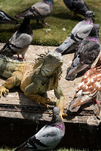 Pigeons on a lake