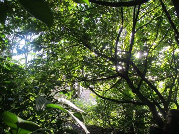 Low angle view of trees