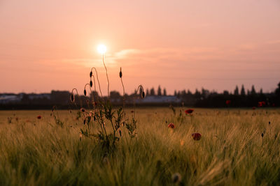 Grass growing on land against sky during sunset