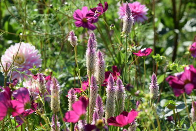Close-up of pink flowering plants on field
