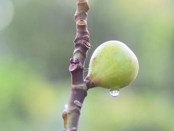 Close-up of water drop on tree