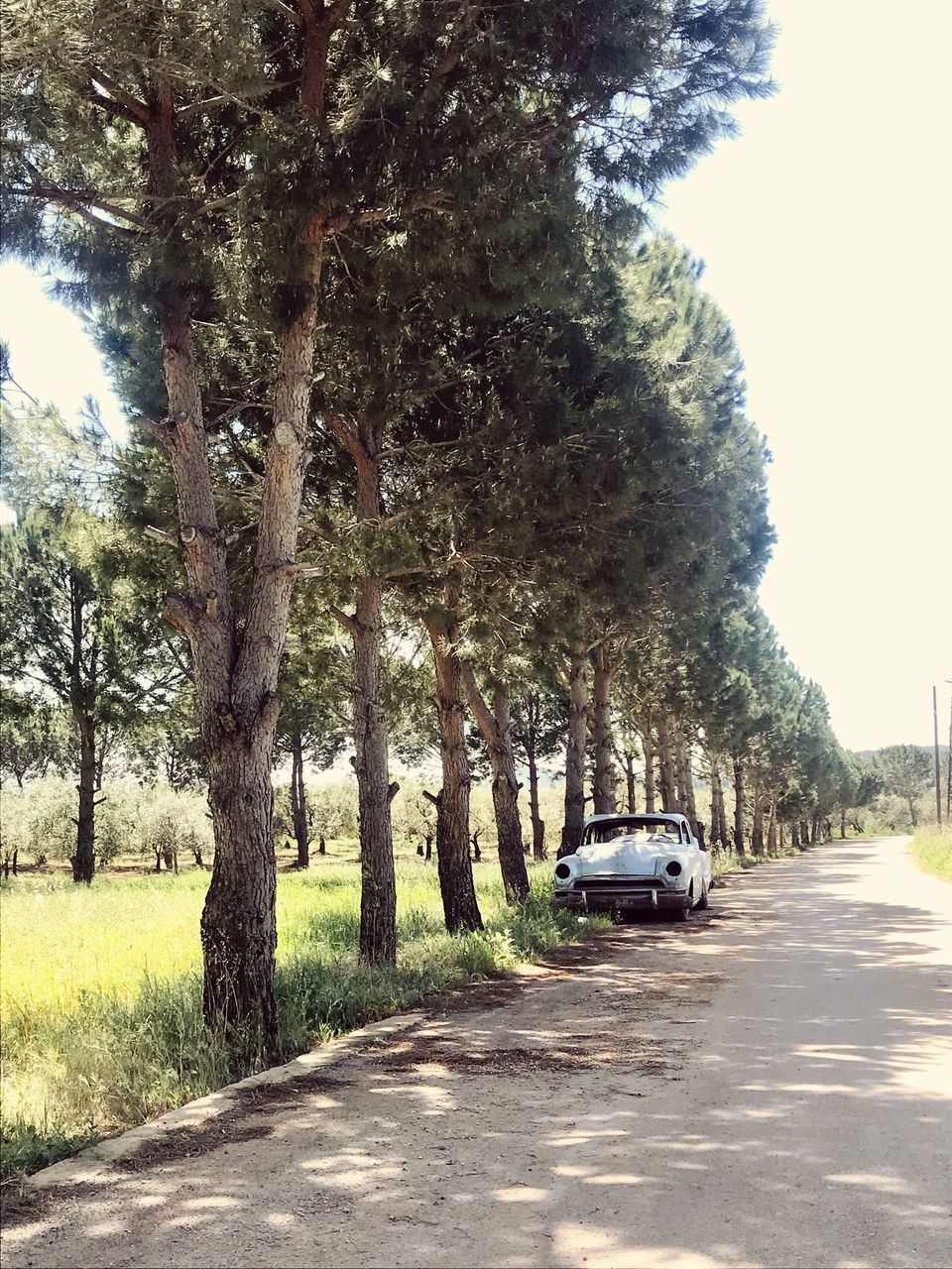 ROAD AMIDST TREES IN CITY