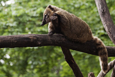 Brown raccoon sitting on a branch