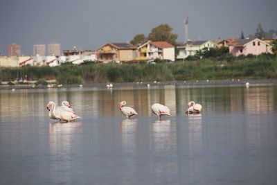 View of seagulls on lake against buildings