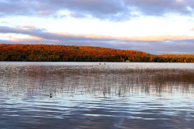 View of ducks swimming in lake