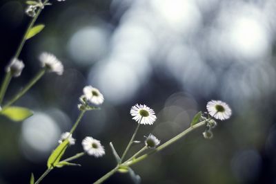 Tiny white flowers blooming outdoors