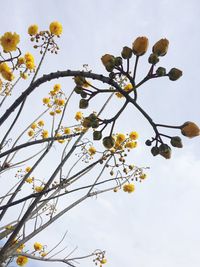Low angle view of yellow flowers