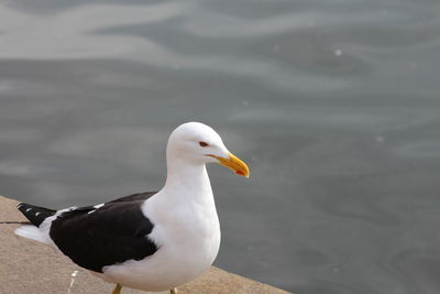 High angle view of seagull on lake
