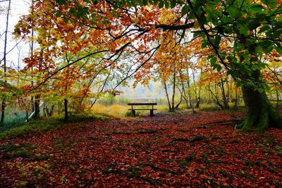 Autumn leaves on tree