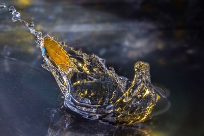 Close-up of turtle in water