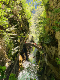 Footbridge over stream amidst trees in forest