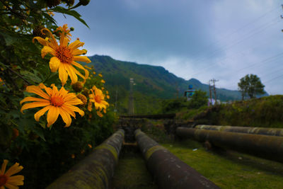 Close-up of yellow flowering plants against sky