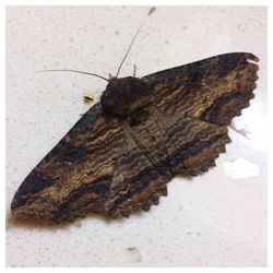 High angle view of butterfly on leaf