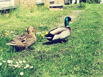 Birds on grassy field