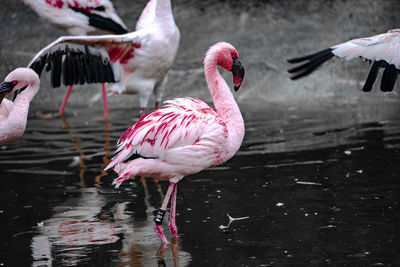 Birds in lake