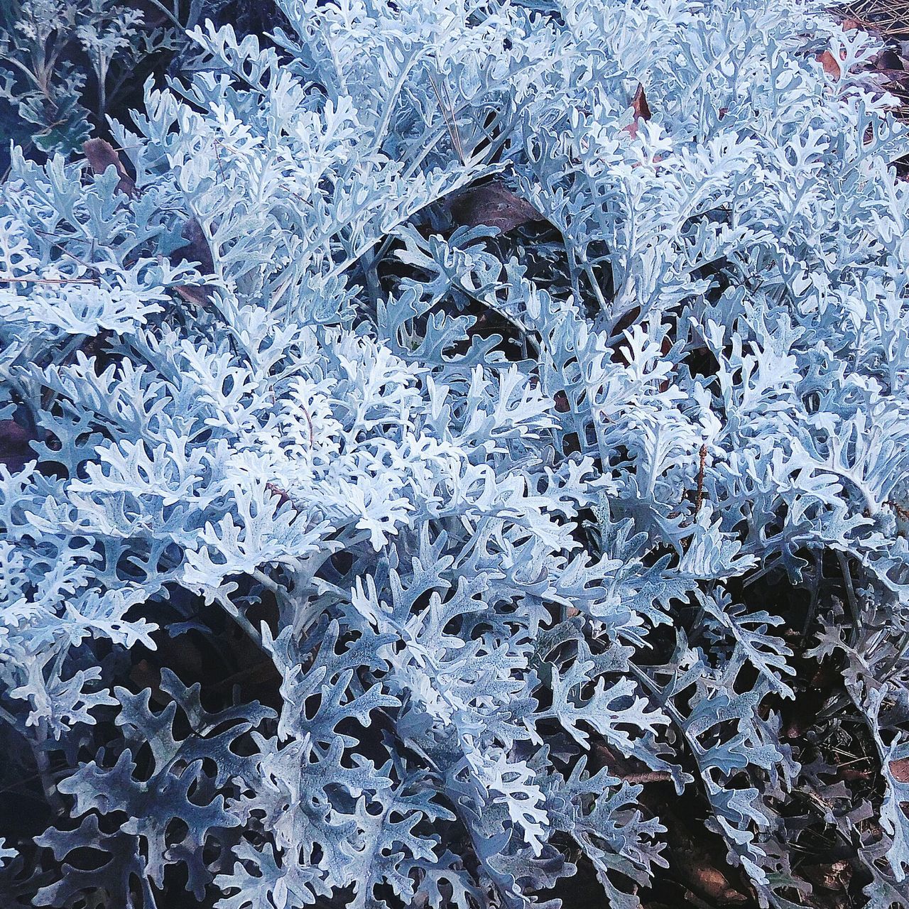 winter, cold temperature, snow, season, frozen, weather, nature, beauty in nature, flower, white color, growth, high angle view, covering, ice, close-up, fragility, plant, full frame, outdoors, day