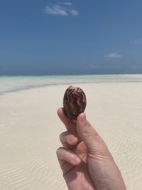 Person holding shell on beach against sky
